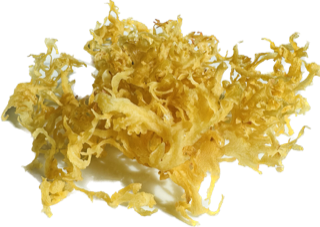 JAMAICAN SEA MOSS (Golden) IS A SUPERFOOD